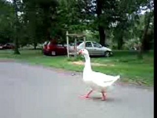 Les oies du 1er mai 2007