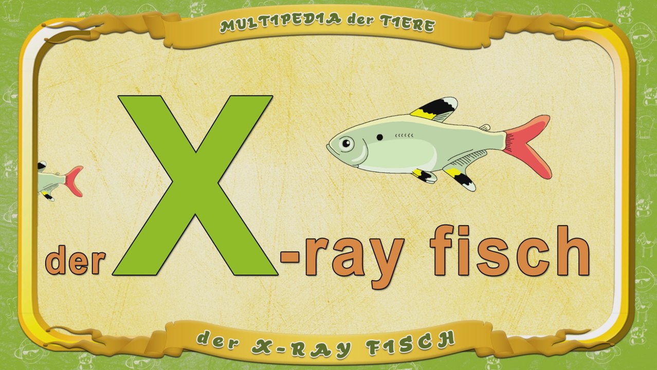 Multipedia der Tiere. Buchstabe X - der X-ray fisch