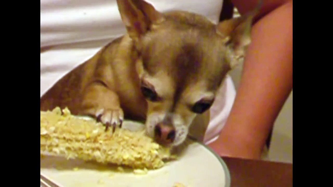 Chihuahuas Are Awesome  Compilation