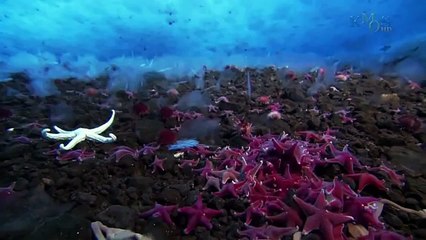 Beauty Under Antarctica's Ice Sheet, Icebergs & Penguins 67