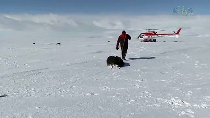 Beauty Under Antarctica's Ice Sheet, Icebergs & Penguins 4