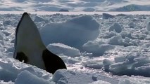 Beauty Under Antarctica's Ice Sheet, Icebergs & Penguins 6