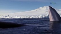 Beauty Under Antarctica's Ice Sheet, Icebergs & Penguins 14