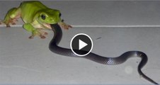 Unbelievable Video Frog Eat a Snake