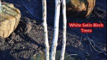 Available    Hardy White Birch Trees    At Highland Hill Farm
