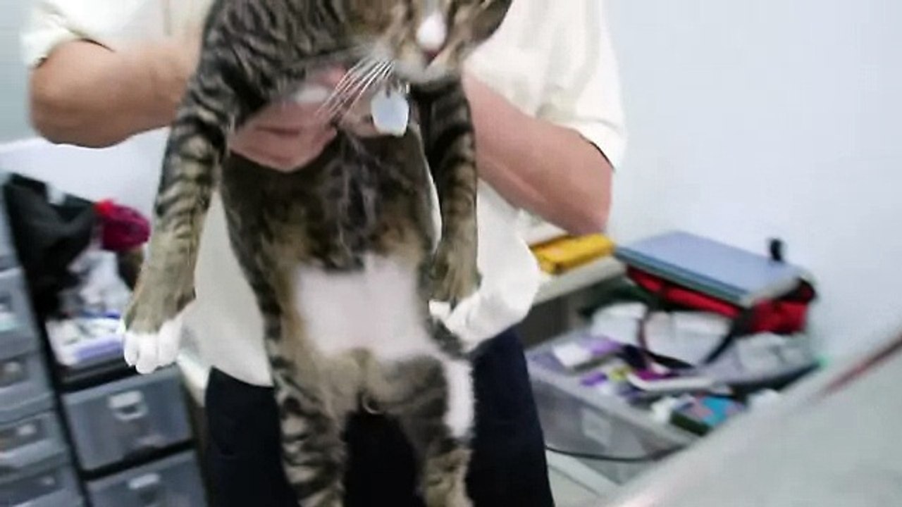 A cat has back ache