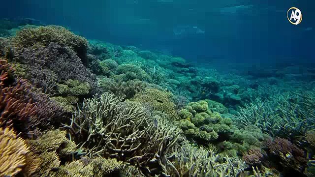 Canlılık için özel hazırlanmış karışım: Deniz suyu