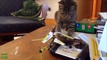 funny cat videos