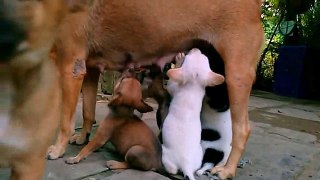 Funny Video - Funny Dog - Funny Cat - Best Funny Videos - Part 3