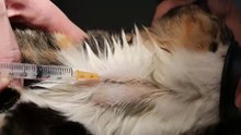 Jugular vein blood collection in a cat