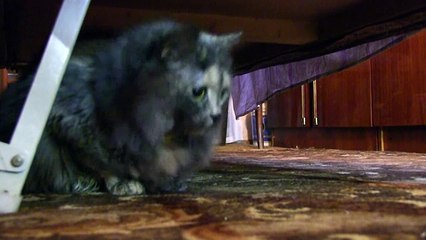 Playing cats (Funny Cats Compilation)