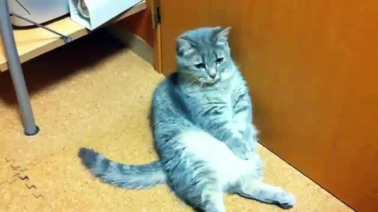Very Funny! Cat Ask for Food! CUTE!