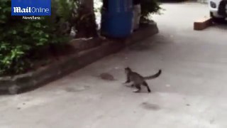 The cat who was scared of a rat_ Funny video shows terrified feline who has forgotten how to hunt