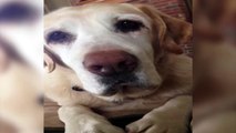 Sad Dog Smiles - Funny Animals Channel