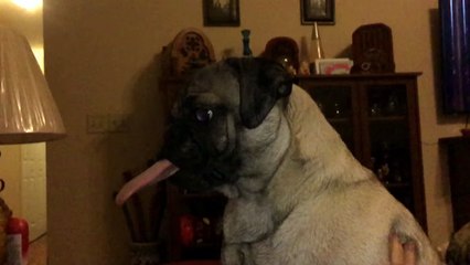 Slo-Mo Pug Licks the Air - Funny Animals Channel