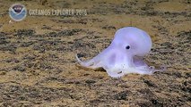 Deep Discover spots 'ghost octopus' 4,000m under the sea near Hawaii