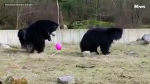 3 big bears learn sharp claws and balloons don't mesh.