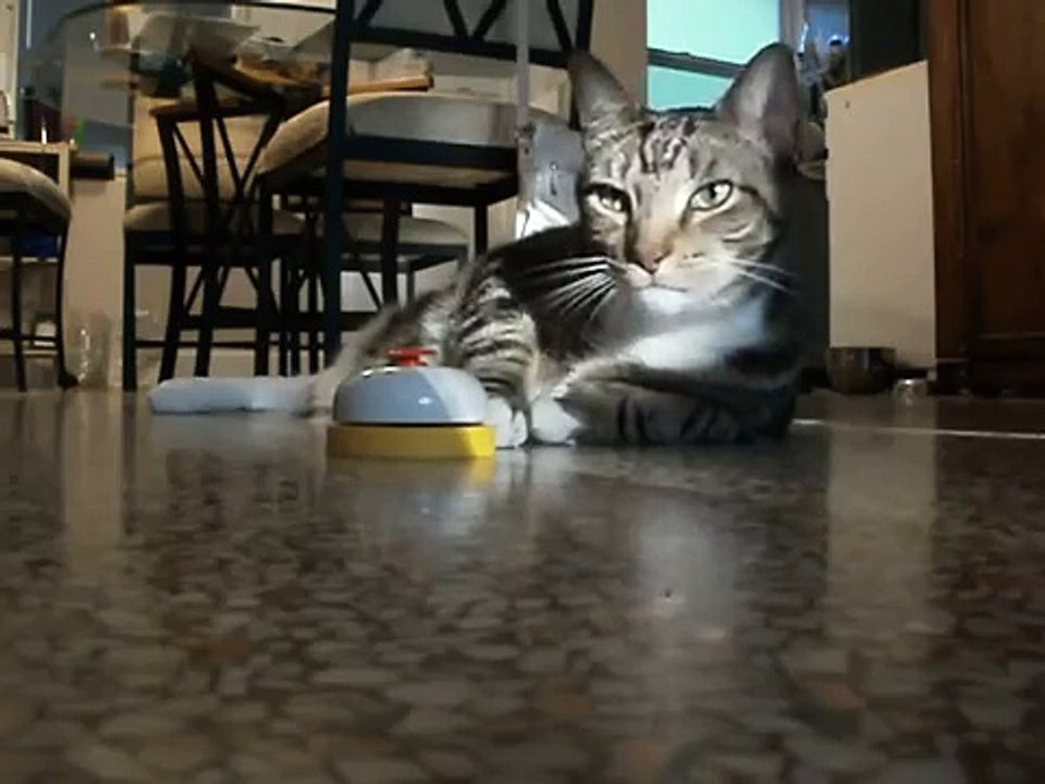 SWEET CAT
