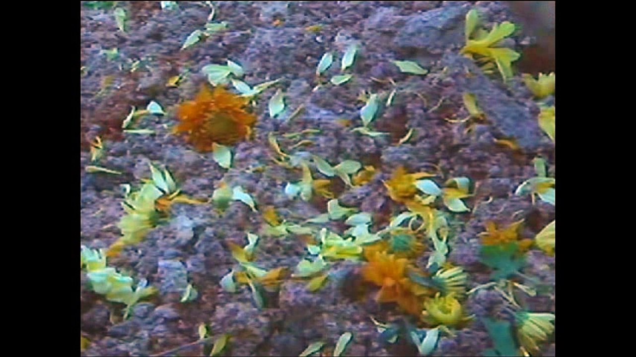 1992 - "Ladies in Action"  Interlude Song - 《霹雳红唇》插曲 - 《感情的风》 - Performed by Tiger Huang - 由黄小琥演唱.mp4