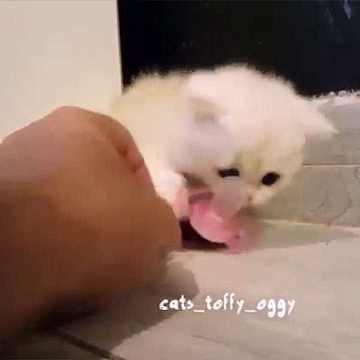 Ce chaton ne veut pas lâcher sa sucette !