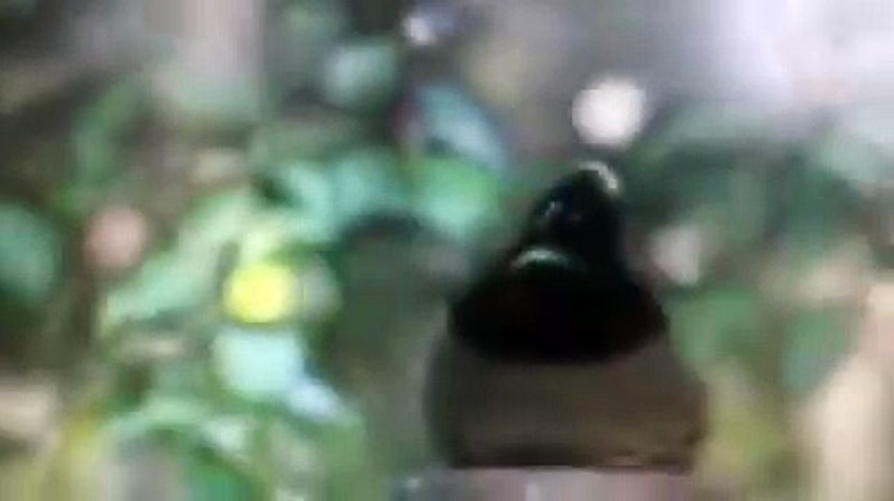 L'oiseau qui fait le mec chaud !