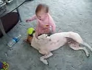 Dog Plays With Baby Comedy Videos