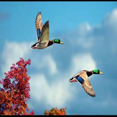 Agay marhoon koor-Fozia Soomro