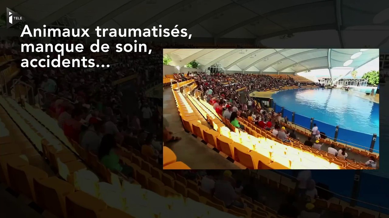 Les parcs SeaWorld arrêtent leurs spectables d'orques