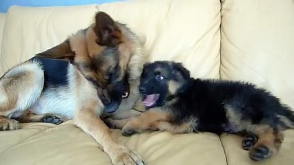 German Shepherd and Puppy Playing On Couch