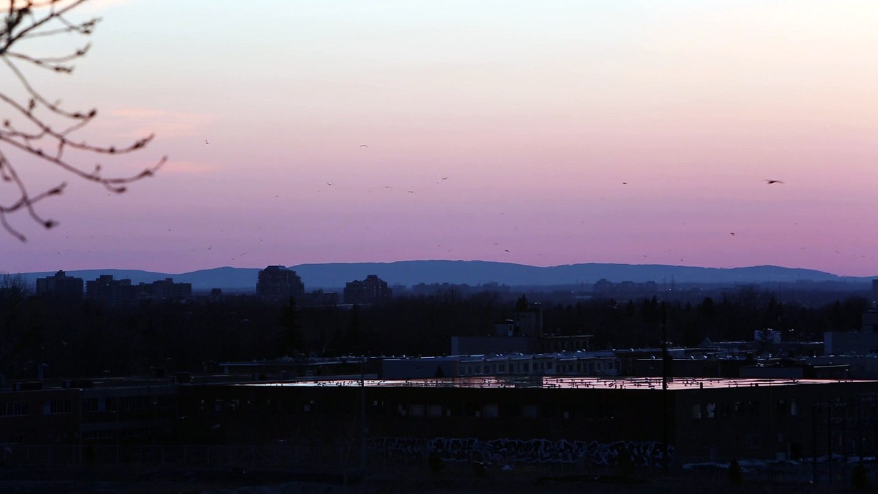 Birds flying at sunset
