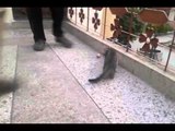 Cute Little Cats are having fun-Must Watch-Top Funny Videos-Top Prank Videos-Top Vines Videos-Viral Video-Funny Fails