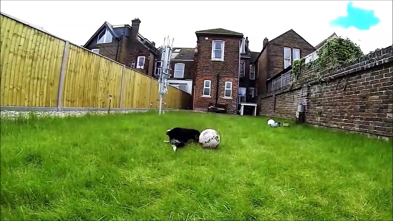 [ZapNetTV] Best of Cat and Dog funny compilation