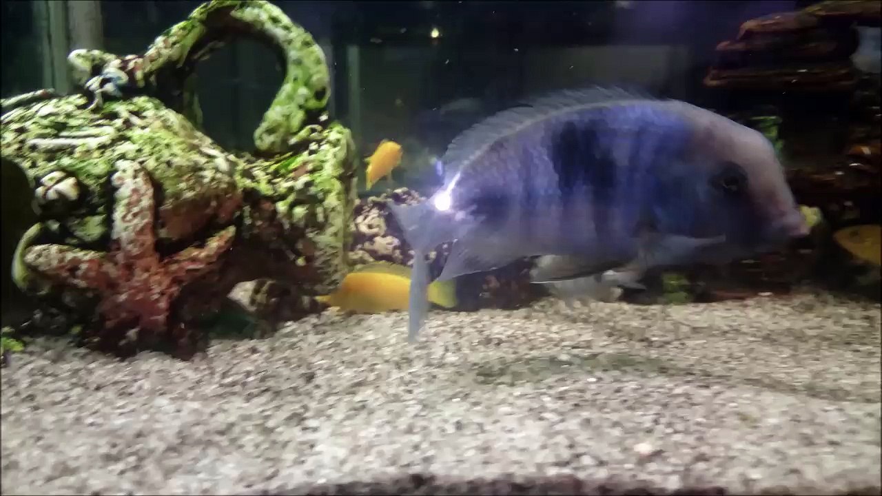 Ağzı Yavru Dolu Yuunus Ciklet