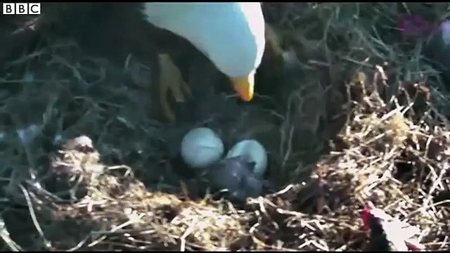 Un bébé Aigle d'Amérique éclot de son oeuf sous les yeux de ses parents !