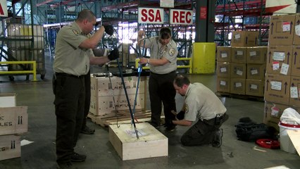 مفتشون في مطار ميامي يرصدون محاولات تهريب الحيوانات البرية