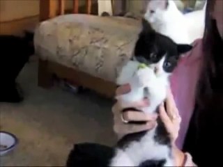 Broccoli Kitten LOVES Broccoli!
