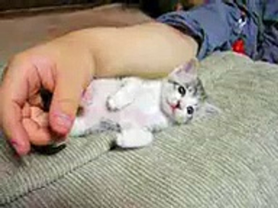 Super Cute Kitten