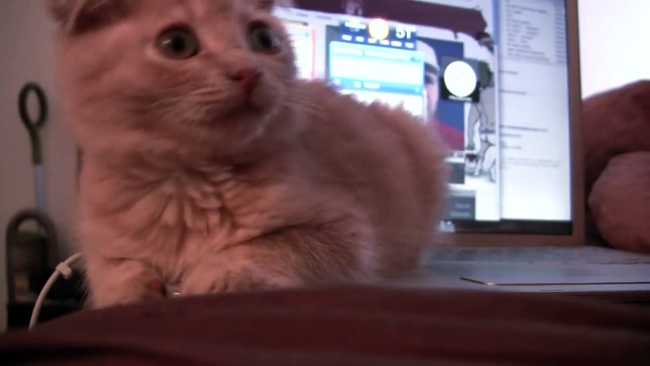 Dance of the BonkBonkBonkBonk-Plum Fairy (Scottish Fold Kitten)