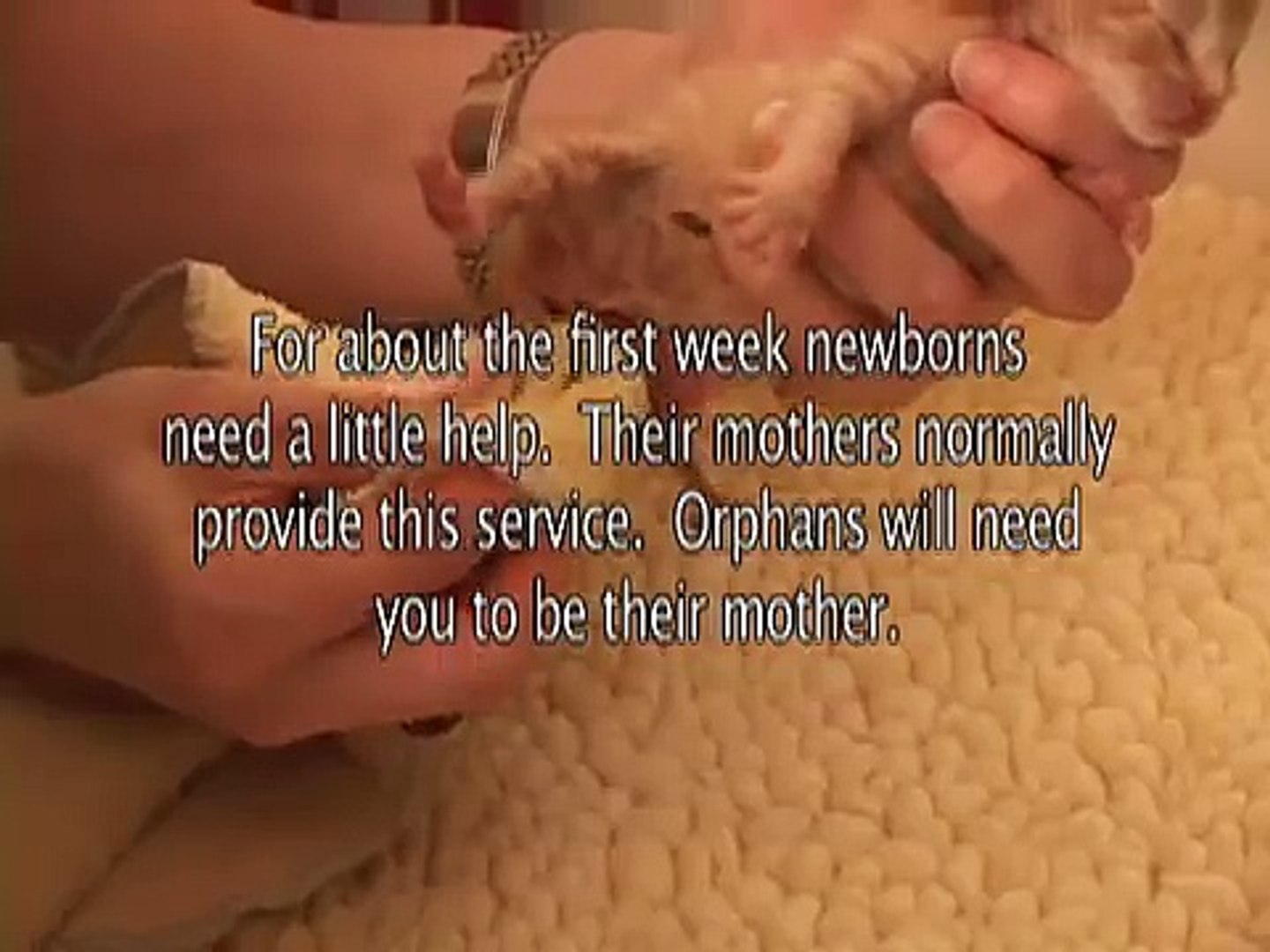 ⁣Newborn Kitten Care