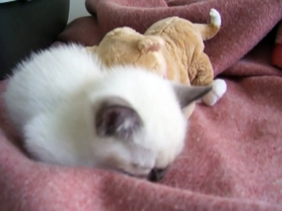 Kitten crying because she is so tired