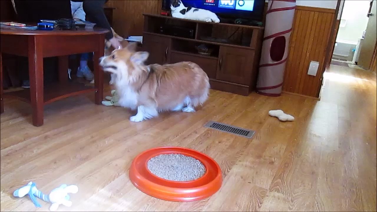 Watson and Gigi Play as Paws Looks On