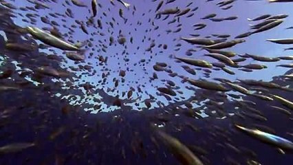 Planet.Earth.EP11.Ocean.Deep.2006.720p.HDDVD.x264 [YIFY]