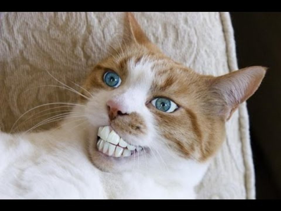 FUNNY CAT VINES 2016