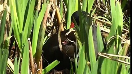 Su Tavuğu ve yavruları