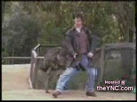 funny clip Dancing Animals Comvdosada, Flv, Httpdpvdo, Lol, dancing