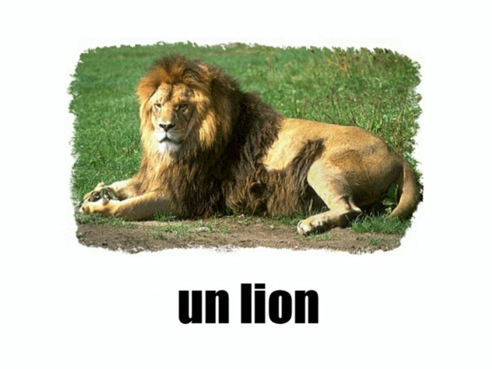 Learn French - Les animaux vol1