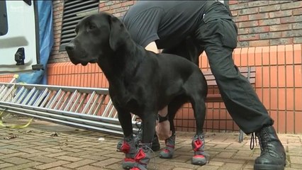 BBC1_Look North (East Yorkshire & Lincolnshire) 19Mar16 - K9 fire investigation