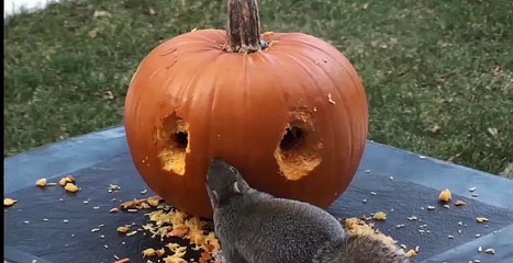 Squirrels gnaw the face of a pumpkin on Halloween