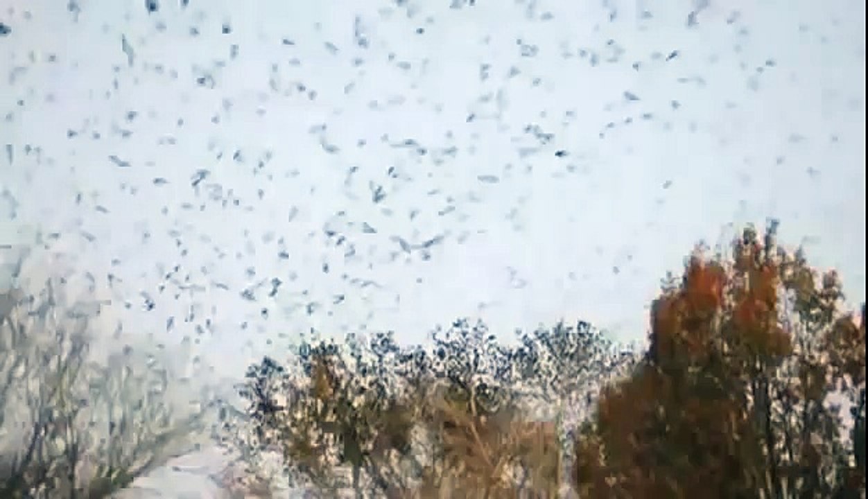 BIZARRE NATURE Strange Weird Events 47