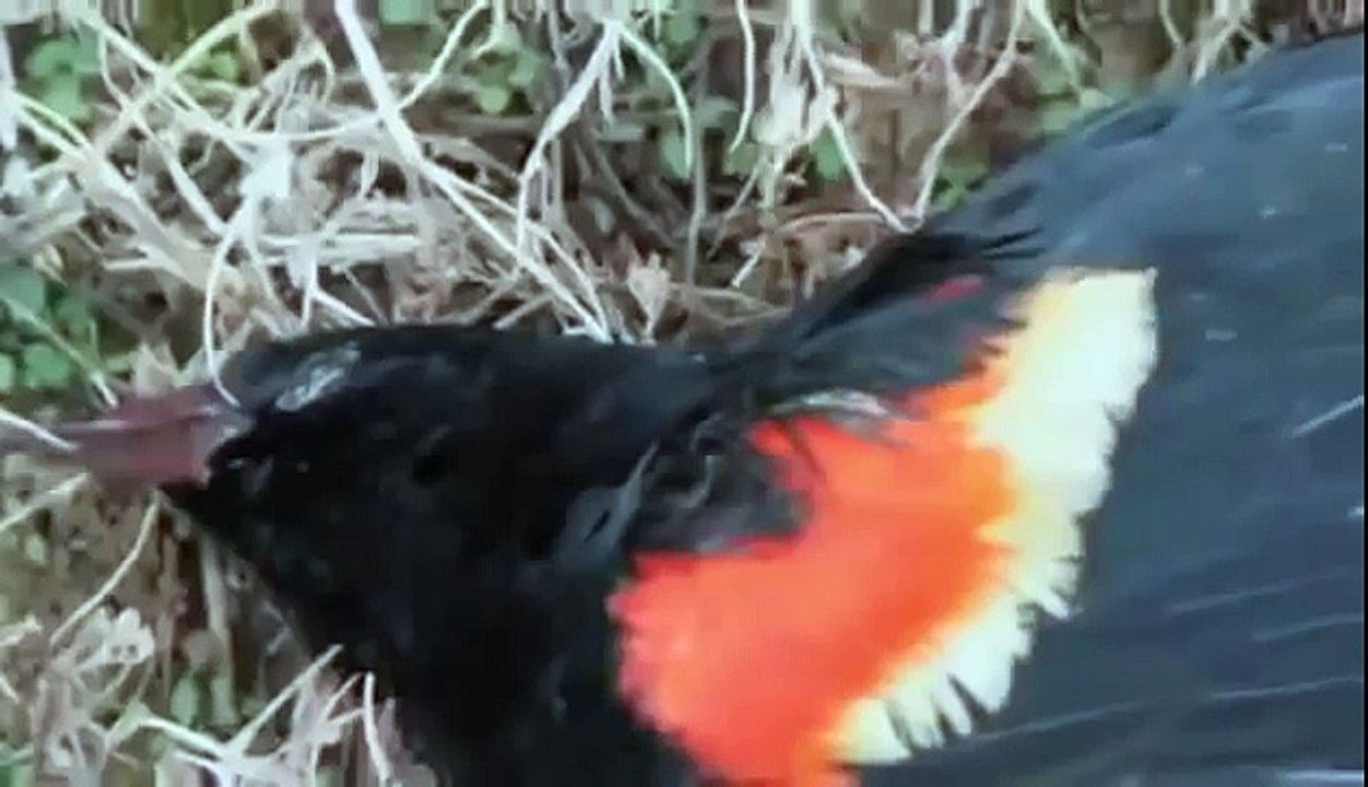 BIZARRE NATURE Strange Weird Events 52